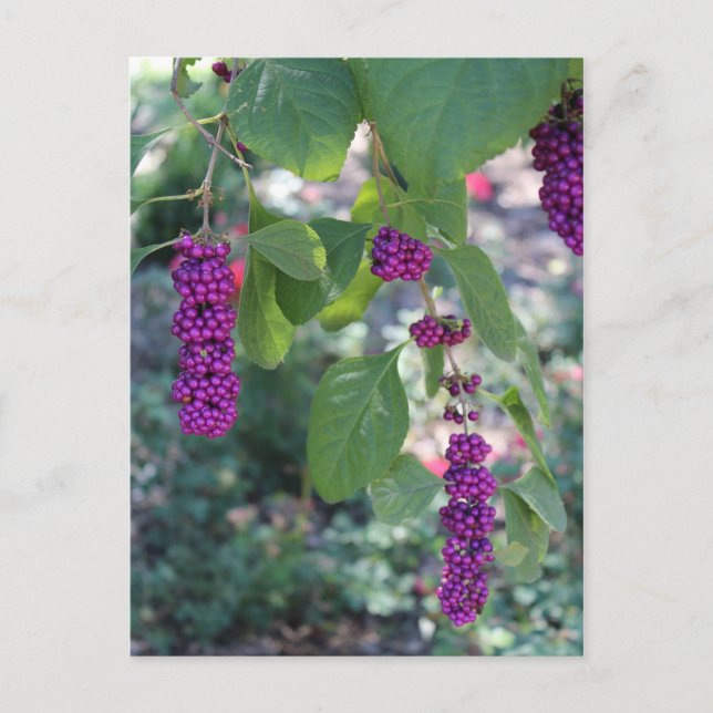 American Beautyberry # 1 Postkarte (Vorderseite)