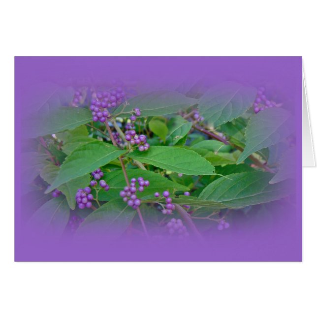 American Beautyberry (Callicarpa americana) (Vorderseite (Horizontal))