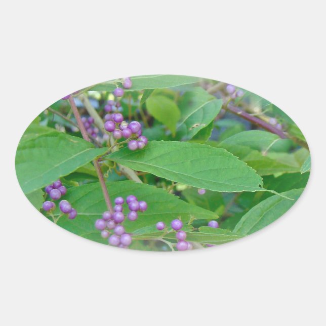 American Beautyberry (Callicarpa americana) Ovaler Aufkleber (Vorderseite)
