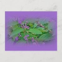 American Beautyberry (Callicarpa americana)
