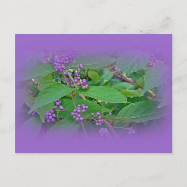 American Beautyberry (Callicarpa americana) Postkarte (Vorderseite)