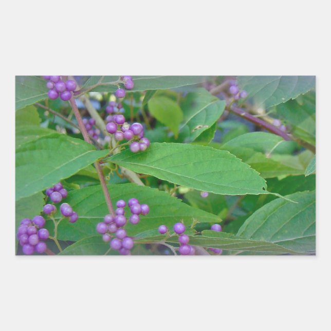 American Beautyberry (Callicarpa americana) Rechteckiger Aufkleber (Vorderseite)
