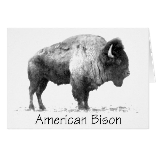 American Bison (Vorderseite (Horizontal))