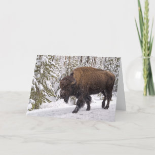 American Bison (Bison bison) Card Karte