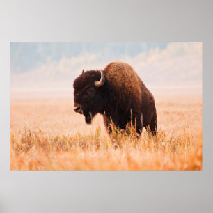 American Bison (Bison Bison) Herd In Teton 2 Poster