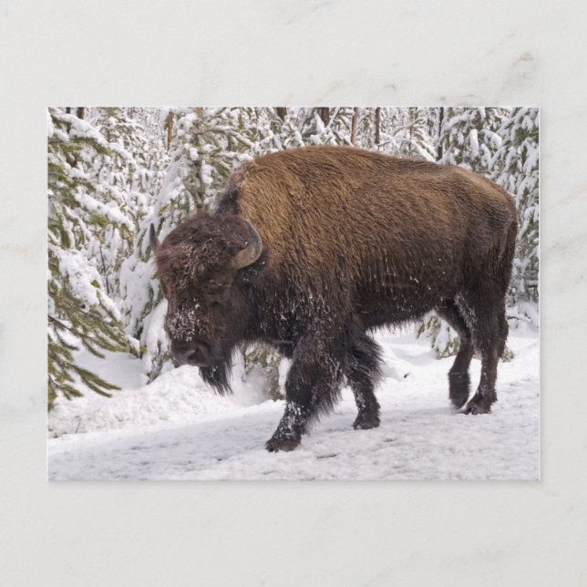 American Bison (Bison bison) Postkarte (Vorderseite)