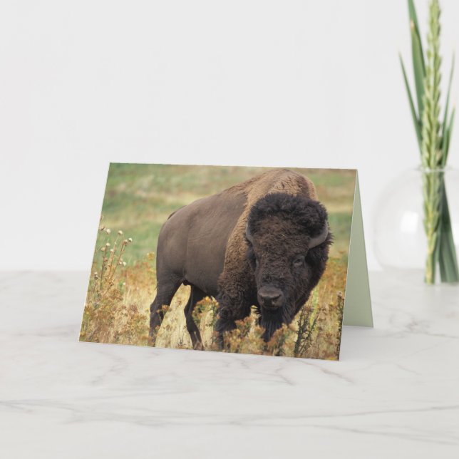 American Bison / Buffalo Geburtstagskarte Karte (Vorderseite)