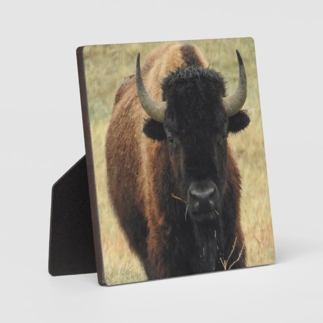 American Bison Desktop Plaque Fotoplatte (Vorderseite)