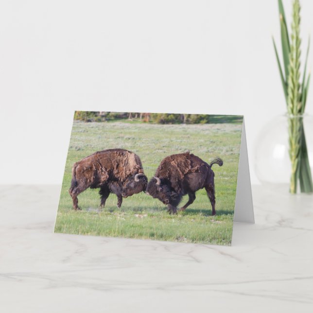 American Bison Faltenkarte Karte (Vorderseite)