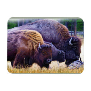 American Bison Family Magnet