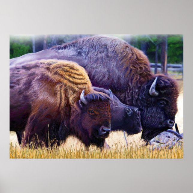 American Bison Family Poster (Vorne)