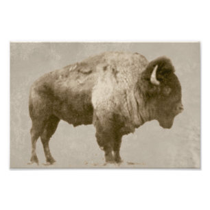 American Bison Fotodruck