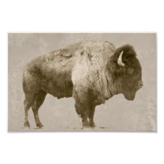 American Bison Fotodruck (Vorne)