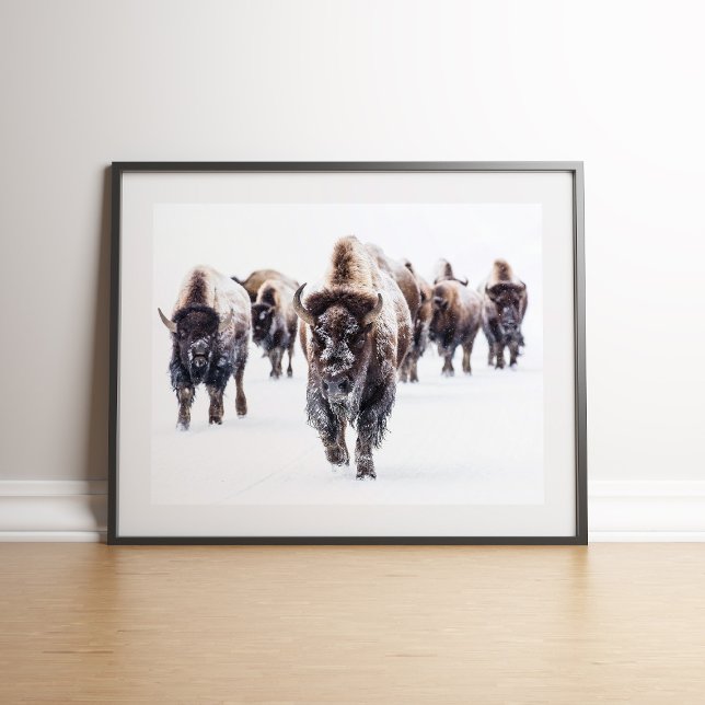 American Bison Herd in Snow Wall art Poster (American Bison Herd in Snow Wall art on the floor againt white wall)
