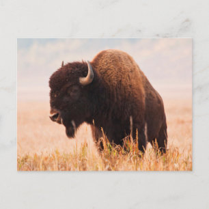 American Bison Herd in Teton 2 Postkarte