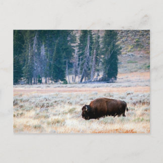 American Bison in Yellowstone Nationalpark Postkarte