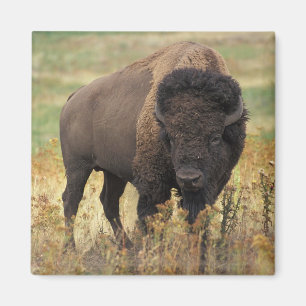 American Bison Magnet