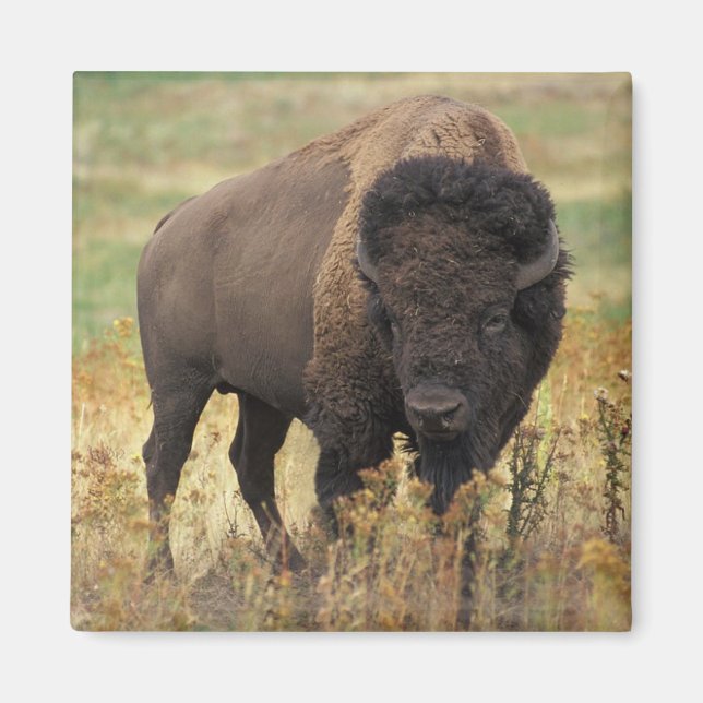 American Bison Magnet (Vorne)