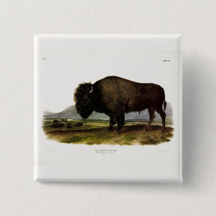 American Bison, oder Buffalo (Bison bison) - Audub Button