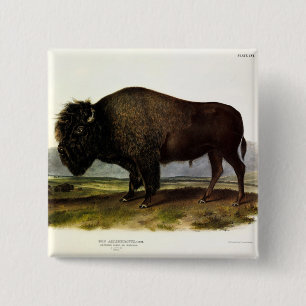 American Bison, oder Buffalo (Bison bison) - Audub Button