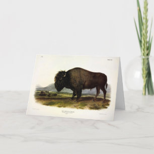 American Bison, oder Buffalo (Bison bison) - Audub Karte
