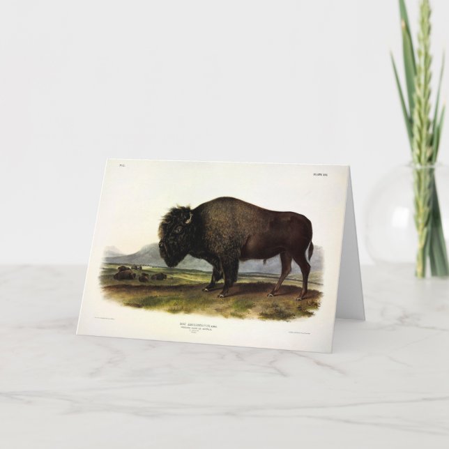 American Bison, oder Buffalo (Bison bison) - Audub Karte (Vorderseite)
