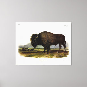 American Bison, oder Buffalo (Bison bison) - Audub Leinwanddruck