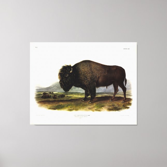 American Bison, oder Buffalo (Bison bison) - Audub Leinwanddruck (Vorderseite)