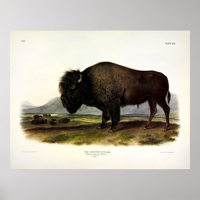 American Bison, oder Buffalo (Bison bison) - Audub Poster (Vorne)