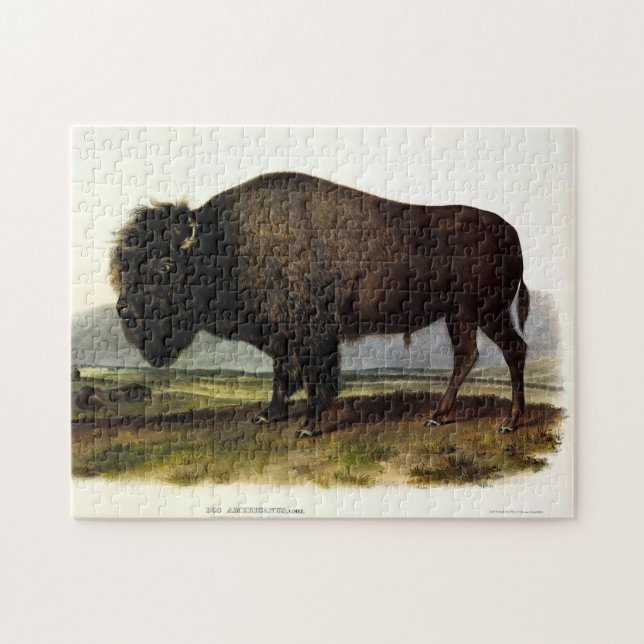 American Bison, oder Buffalo (Bison bison) - Audub Puzzle (Horizontal)