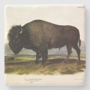 American Bison, oder Buffalo (Bison bison) - Audub Steinuntersetzer