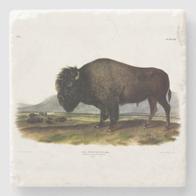 American Bison, oder Buffalo (Bison bison) - Audub Steinuntersetzer (Vorderseite)