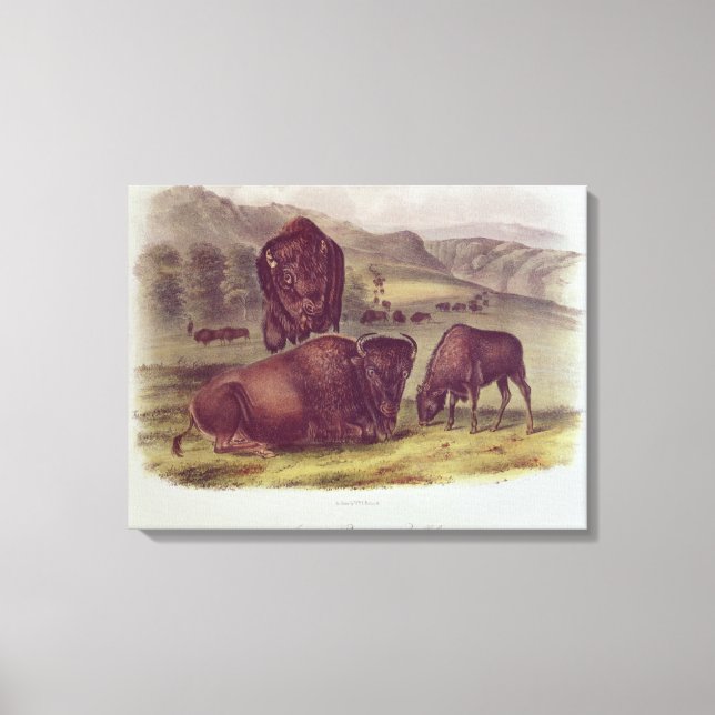 American Bison oder Buffalo Leinwanddruck (Vorderseite)