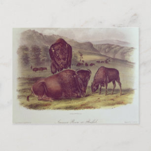 American Bison oder Buffalo Postkarte