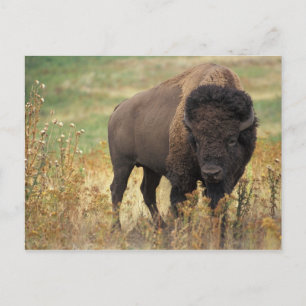 American Bison Postcard Postkarte