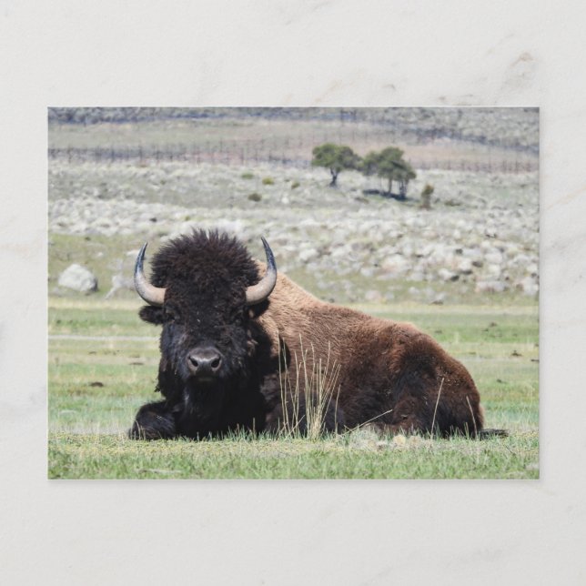 American Bison Postcard Postkarte (Vorderseite)