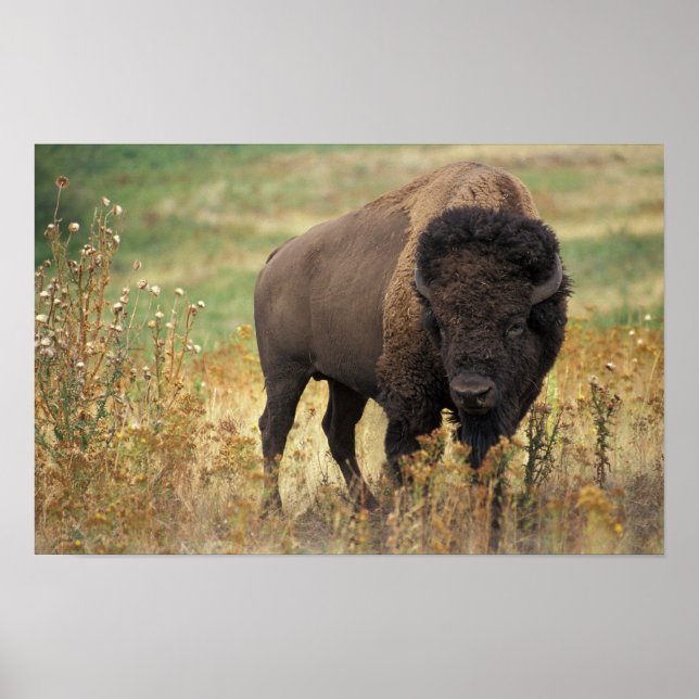 American Bison Poster (Vorne)