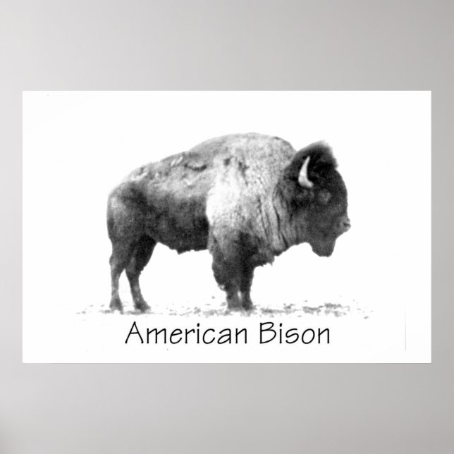 American Bison Poster (Vorne)