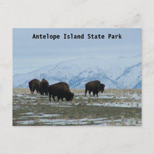 American Bison Postkarte