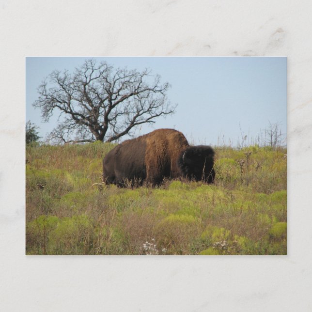 American Bison Postkarte (Vorderseite)