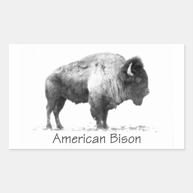 American Bison Rechteckiger Aufkleber (Vorderseite)