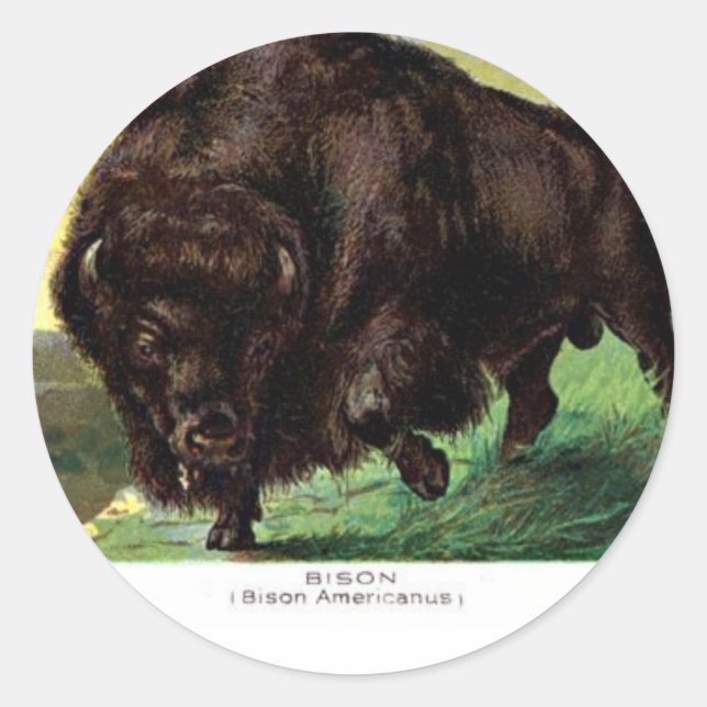 American Bison Runder Aufkleber (Vorderseite)