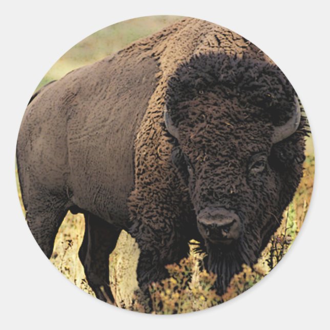 American Bison Runder Aufkleber (Vorderseite)