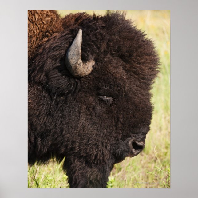American Bison, South Dakota Poster (Vorne)