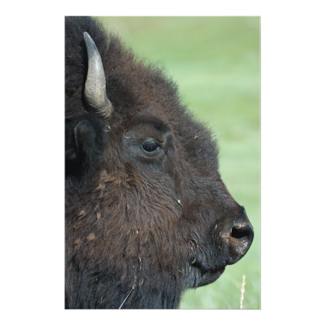American Bison Up Nah - Wildlife Fotografy Fotodruck (Vorne)