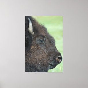 American Bison Up Nah - Wildlife Fotografy Leinwanddruck