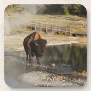 American Bison Yellowstone Wildlife Fotografy Getränkeuntersetzer