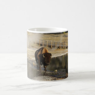 American Bison Yellowstone Wildlife Fotografy Kaffeetasse