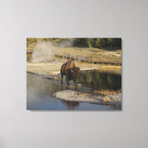 American Bison Yellowstone Wildlife Fotografy Leinwanddruck