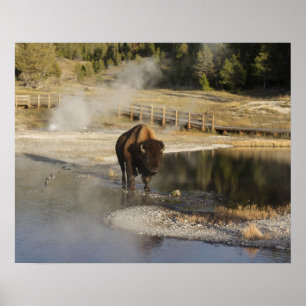 American Bison Yellowstone Wildlife Fotografy Poster